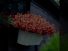 Açık hava festival süslemeleri, sonbahar bitkileri, yapay eukaliptüs yaprakları, eukaliptüs menekşeleri, margarin