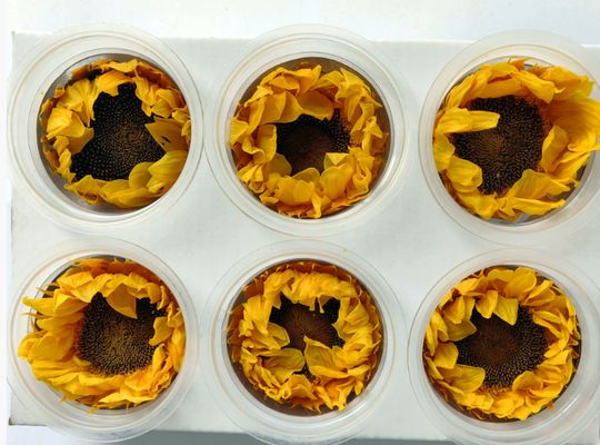 satın al Korunmuş çiçek Güneş çiçeği romantik Sevgililer Günü hediyesi el yapımı buket malzemesi Çevrimiçi üretim